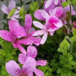 ゼラニウムの苗